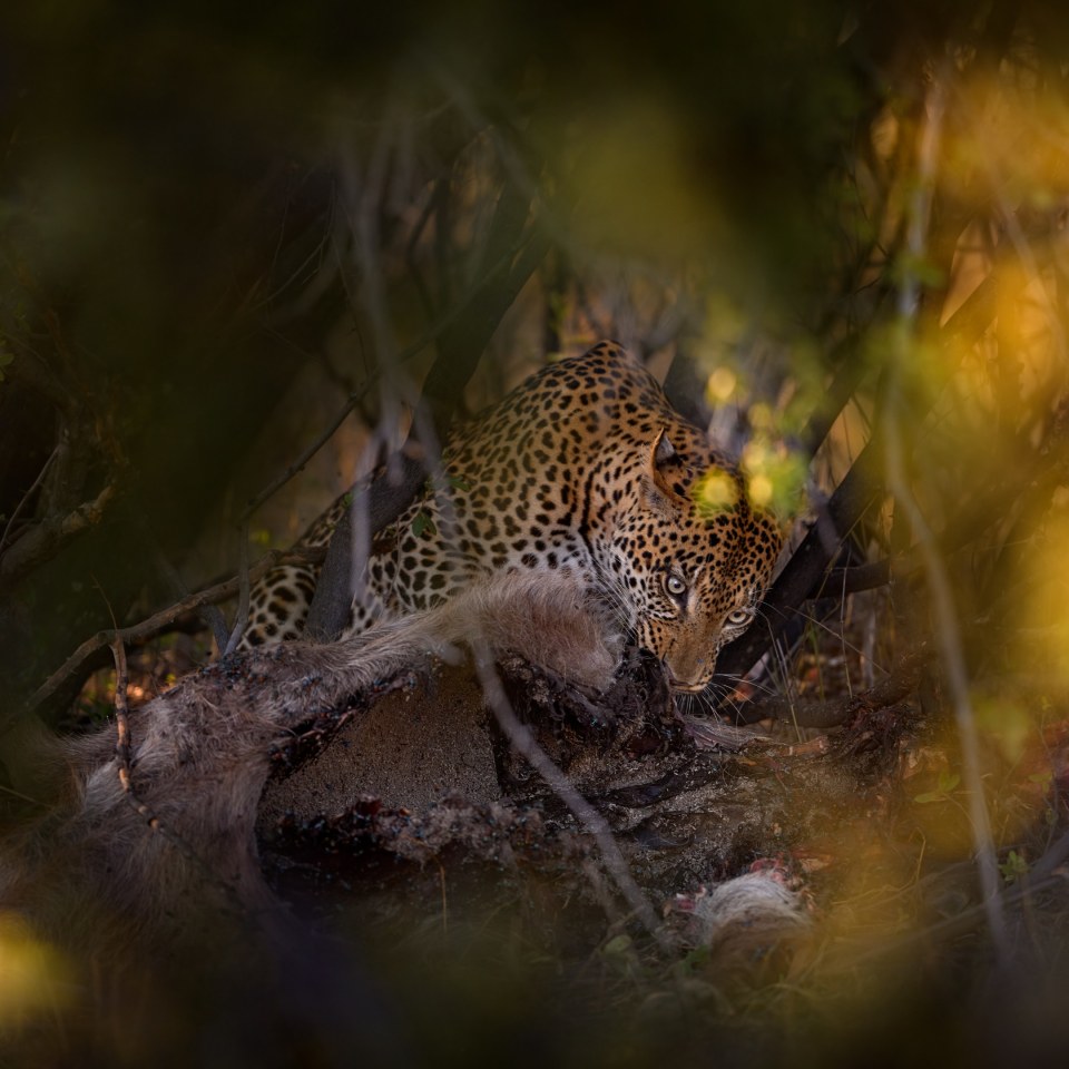 Botswanas Tierparadiese und Naturwunder entdecken